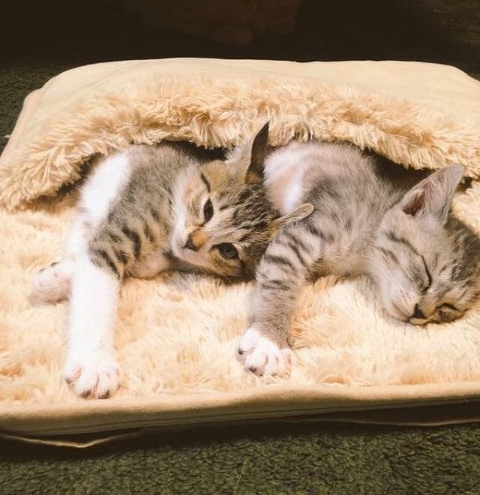 Αυτά τα γατάκια ανακάλυψαν τι θα πει θερμαινόμενη κουβέρτα κι εμείς έχουμε λιώσει - Εικόνα 6