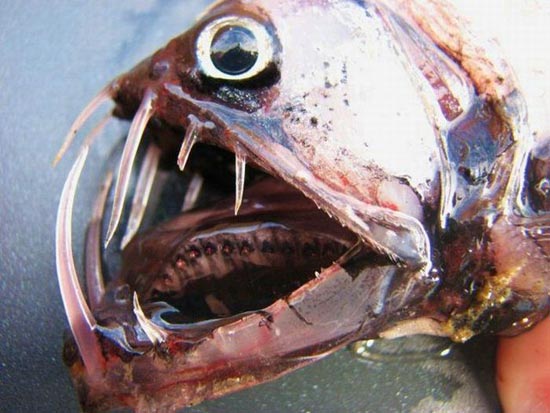 ΦΡΙΚΗ: Αυτά είναι τα ΠΙΟ άσχημα και τρομακτικά ψάρια! - Εικόνα 11