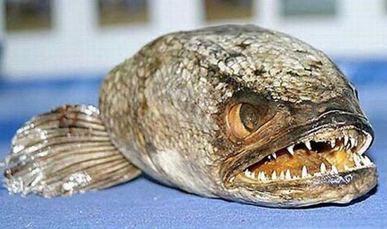 ΦΡΙΚΗ: Αυτά είναι τα ΠΙΟ άσχημα και τρομακτικά ψάρια! - Εικόνα 13