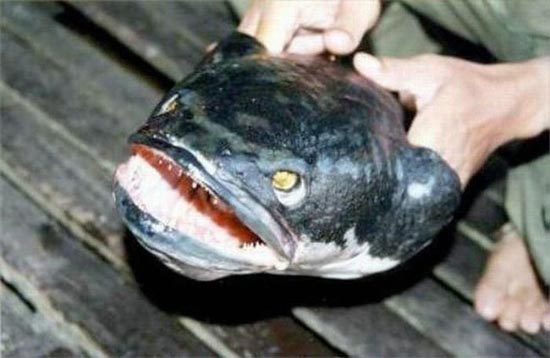 ΦΡΙΚΗ: Αυτά είναι τα ΠΙΟ άσχημα και τρομακτικά ψάρια! - Εικόνα 14