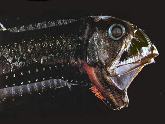 ΦΡΙΚΗ: Αυτά είναι τα ΠΙΟ άσχημα και τρομακτικά ψάρια! - Εικόνα 21