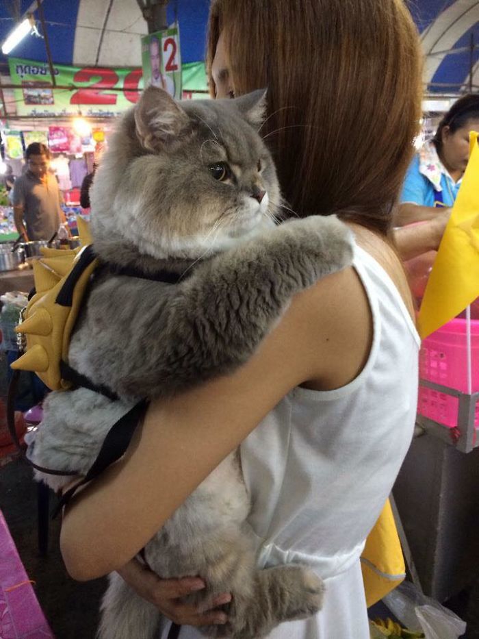 Γνωρίστε τον Μπον Μπον, τον πιο χνουδωτό γάτο ΤΟΥ ΚΟΣΜΟΥ - Εικόνα 1