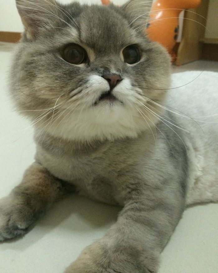 Γνωρίστε τον Μπον Μπον, τον πιο χνουδωτό γάτο ΤΟΥ ΚΟΣΜΟΥ - Εικόνα 10