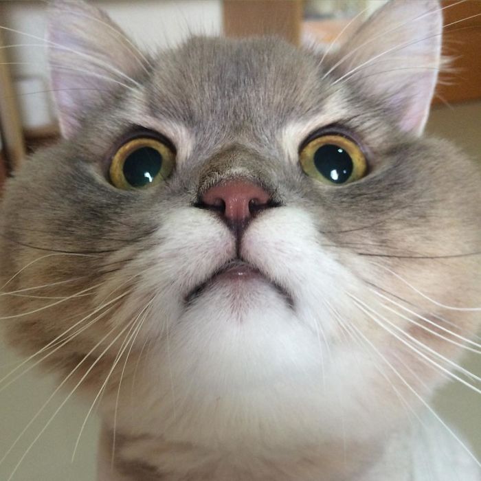 Γνωρίστε τον Μπον Μπον, τον πιο χνουδωτό γάτο ΤΟΥ ΚΟΣΜΟΥ - Εικόνα 12