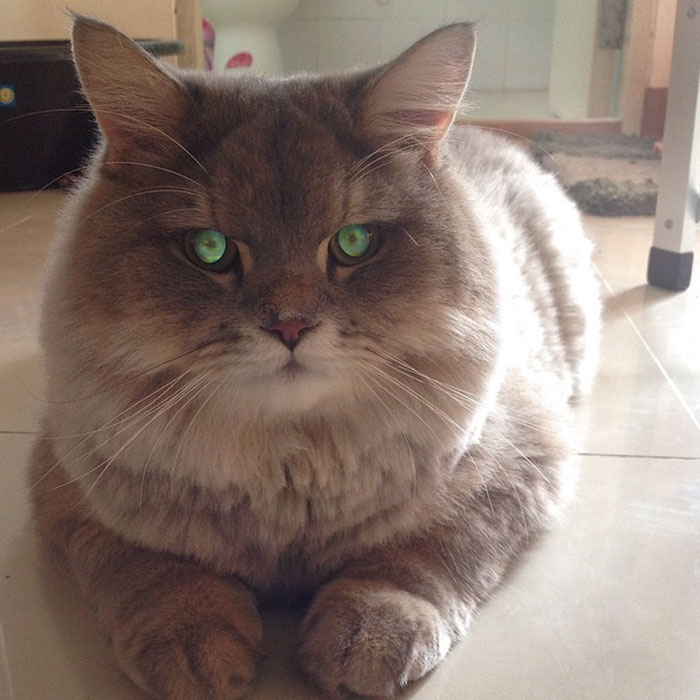 Γνωρίστε τον Μπον Μπον, τον πιο χνουδωτό γάτο ΤΟΥ ΚΟΣΜΟΥ - Εικόνα 2