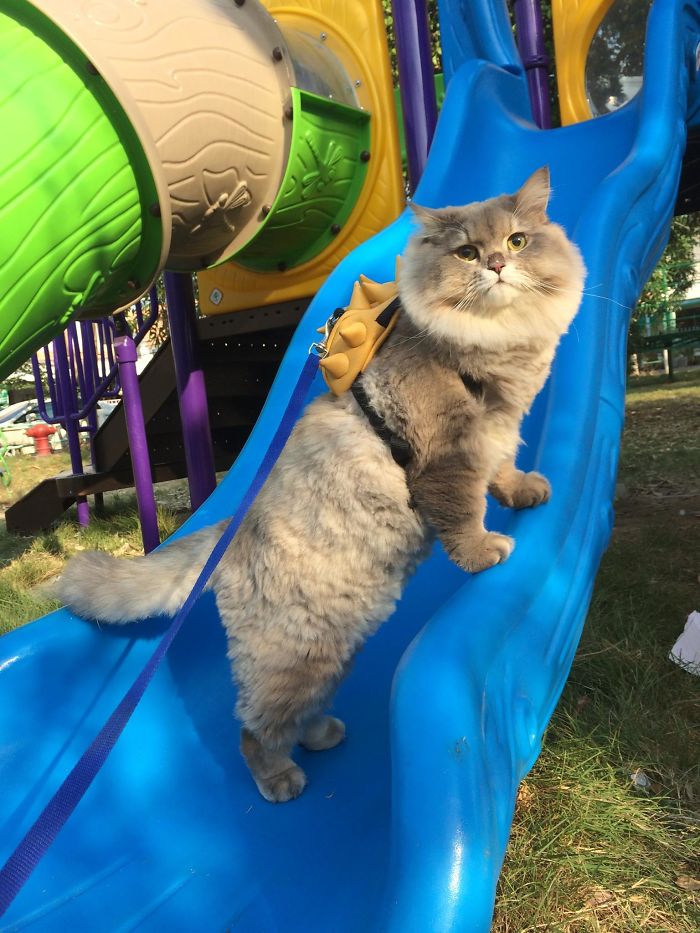 Γνωρίστε τον Μπον Μπον, τον πιο χνουδωτό γάτο ΤΟΥ ΚΟΣΜΟΥ - Εικόνα 3