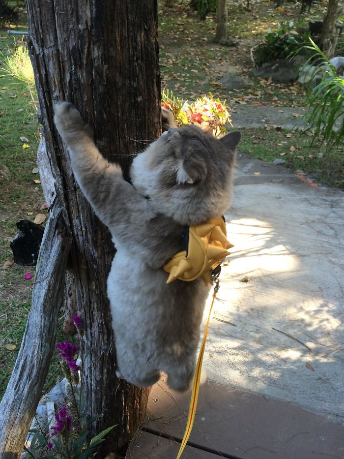 Γνωρίστε τον Μπον Μπον, τον πιο χνουδωτό γάτο ΤΟΥ ΚΟΣΜΟΥ - Εικόνα 4