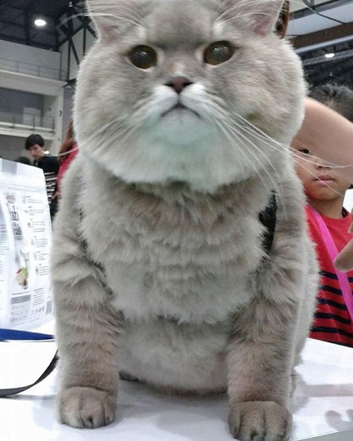 Γνωρίστε τον Μπον Μπον, τον πιο χνουδωτό γάτο ΤΟΥ ΚΟΣΜΟΥ - Εικόνα 7