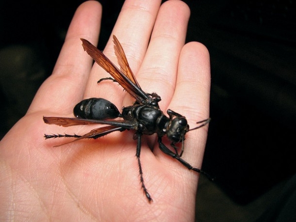 27 Ύποπτα και Φρικιαστικά έντομα που κυκλοφορούν ανάμεσα μας - Εικόνα 1