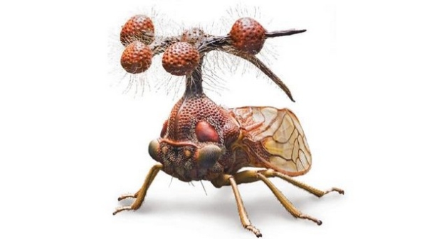 27 Ύποπτα και Φρικιαστικά έντομα που κυκλοφορούν ανάμεσα μας - Εικόνα 10