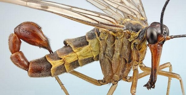 27 Ύποπτα και Φρικιαστικά έντομα που κυκλοφορούν ανάμεσα μας - Εικόνα 12