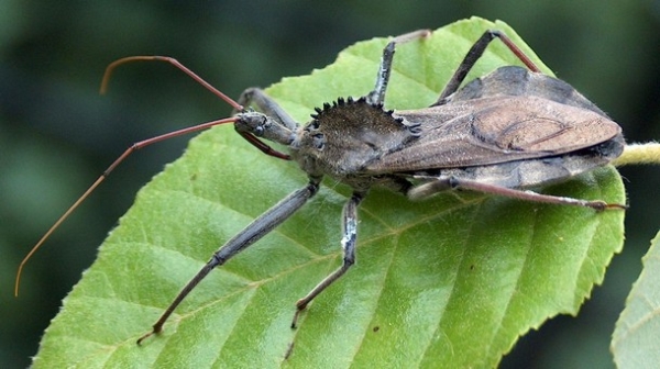 27 Ύποπτα και Φρικιαστικά έντομα που κυκλοφορούν ανάμεσα μας - Εικόνα 13