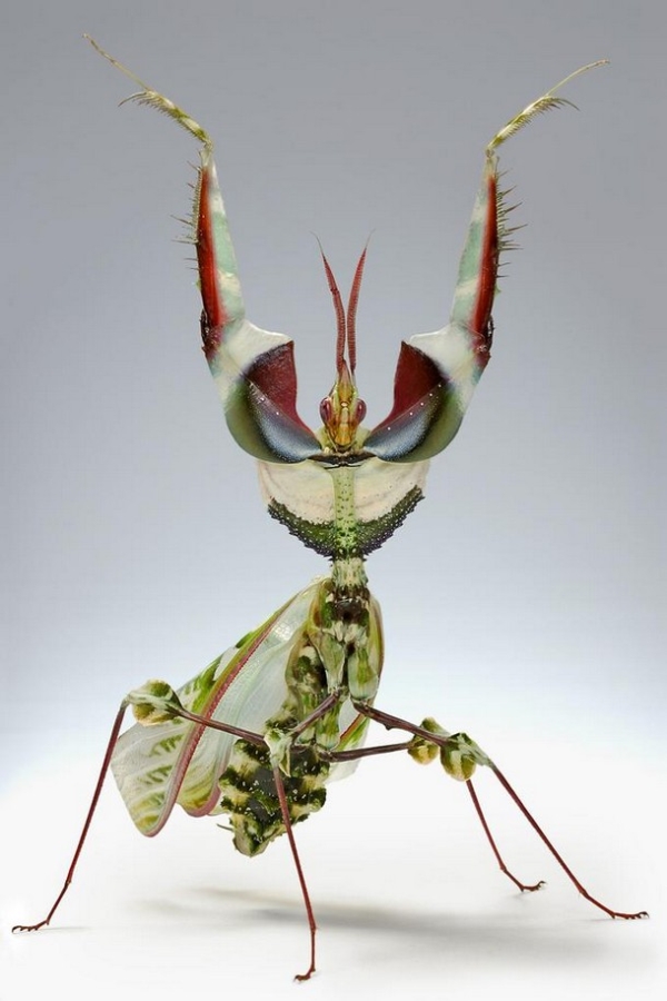 27 Ύποπτα και Φρικιαστικά έντομα που κυκλοφορούν ανάμεσα μας - Εικόνα 16