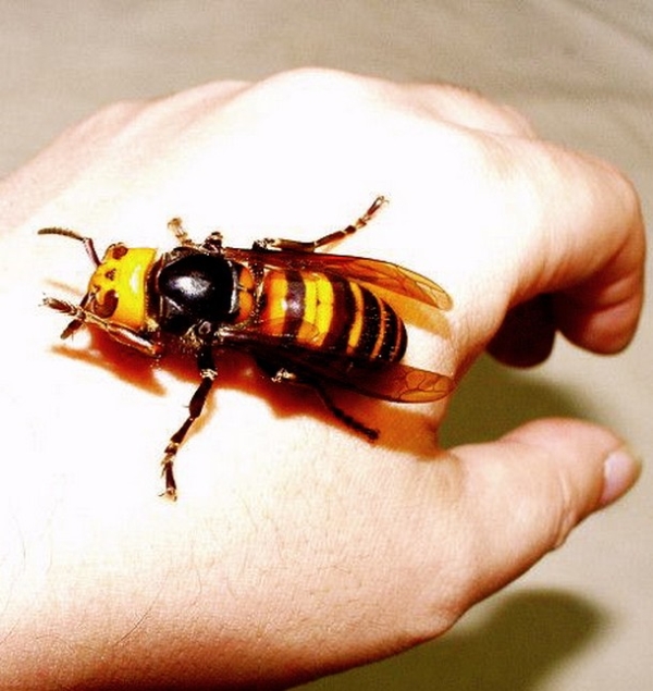 27 Ύποπτα και Φρικιαστικά έντομα που κυκλοφορούν ανάμεσα μας - Εικόνα 18