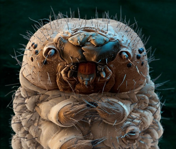 27 Ύποπτα και Φρικιαστικά έντομα που κυκλοφορούν ανάμεσα μας - Εικόνα 19