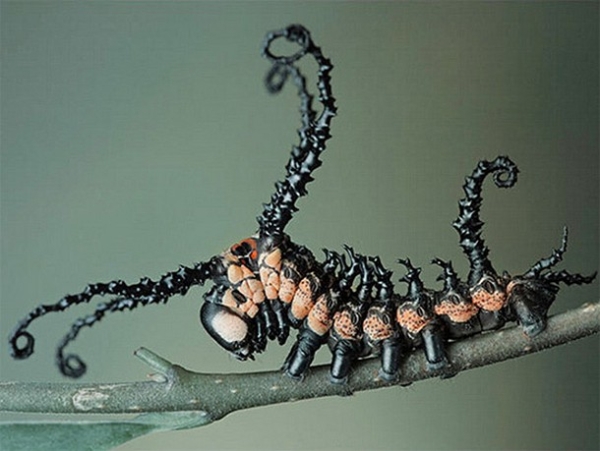 27 Ύποπτα και Φρικιαστικά έντομα που κυκλοφορούν ανάμεσα μας - Εικόνα 21