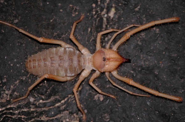 27 Ύποπτα και Φρικιαστικά έντομα που κυκλοφορούν ανάμεσα μας - Εικόνα 23