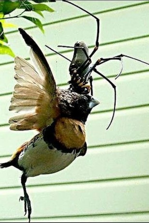 27 Ύποπτα και Φρικιαστικά έντομα που κυκλοφορούν ανάμεσα μας - Εικόνα 26
