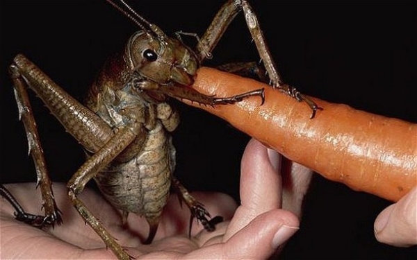 27 Ύποπτα και Φρικιαστικά έντομα που κυκλοφορούν ανάμεσα μας - Εικόνα 4