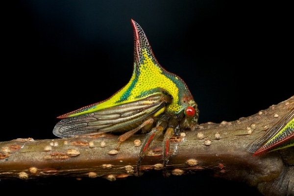 27 Ύποπτα και Φρικιαστικά έντομα που κυκλοφορούν ανάμεσα μας - Εικόνα 5