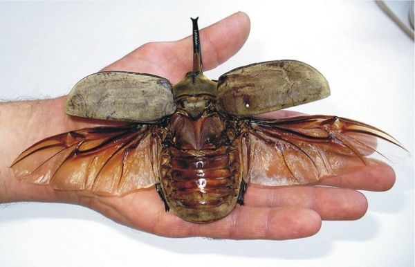 27 Ύποπτα και Φρικιαστικά έντομα που κυκλοφορούν ανάμεσα μας - Εικόνα 6