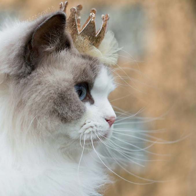 Η πριγκίπισσα Aurora είναι μάλλον η ομορφότερη γάτα του κόσμου - Εικόνα 10