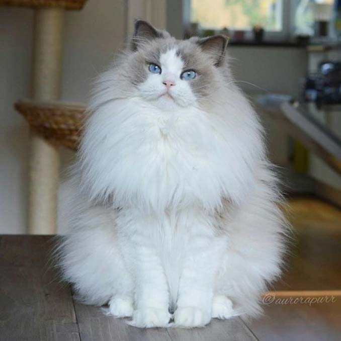 Η πριγκίπισσα Aurora είναι μάλλον η ομορφότερη γάτα του κόσμου - Εικόνα 3