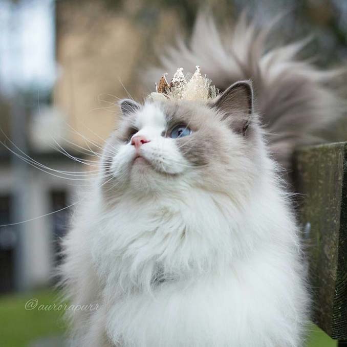 Η πριγκίπισσα Aurora είναι μάλλον η ομορφότερη γάτα του κόσμου - Εικόνα 4
