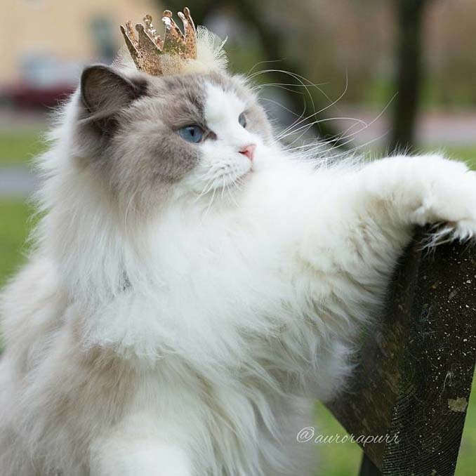 Η πριγκίπισσα Aurora είναι μάλλον η ομορφότερη γάτα του κόσμου - Εικόνα 5