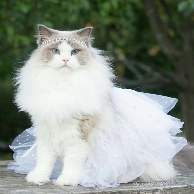Η πριγκίπισσα Aurora είναι μάλλον η ομορφότερη γάτα του κόσμου - Εικόνα 6
