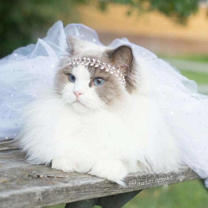 Η πριγκίπισσα Aurora είναι μάλλον η ομορφότερη γάτα του κόσμου - Εικόνα 8