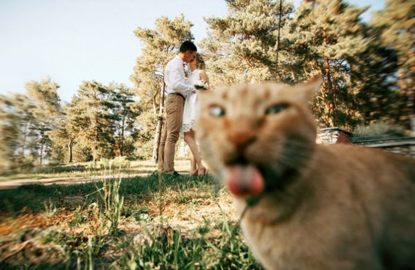 Κανείς δεν κάνει photobomb όπως μια γάτα - Εικόνα 19