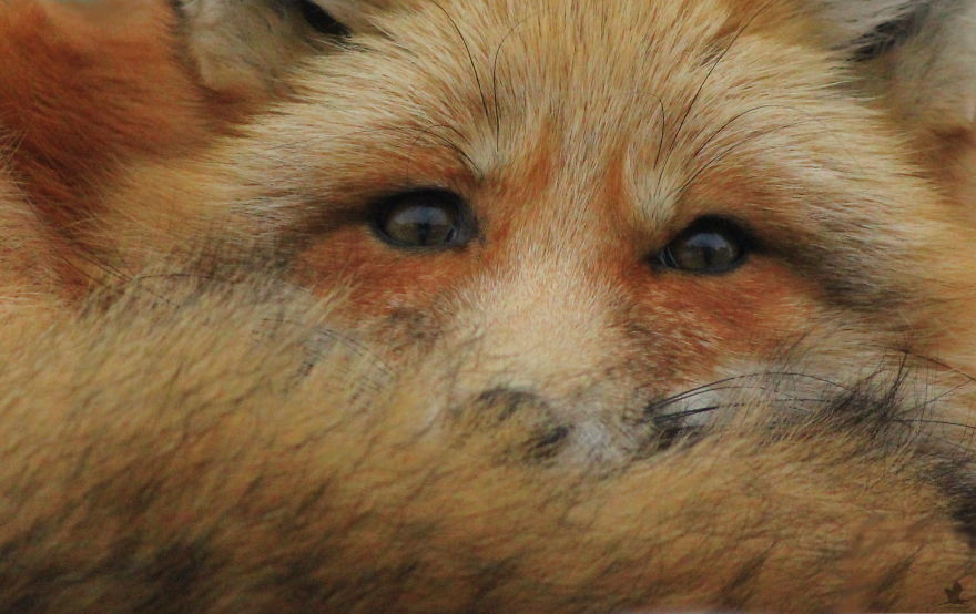 Γνωρίστε τον Ζορό, την αλεπού που έχει γίνει φίλος ενός φωτογράφου - Εικόνα 3
