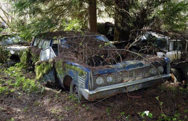 Μάντρα Αυτοκινήτων καλύπτεται από βλάστηση και μετατρέπεται σε σκηνικό ταινίας τρόμου - Εικόνα 11