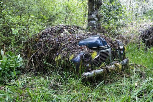 Μάντρα Αυτοκινήτων καλύπτεται από βλάστηση και μετατρέπεται σε σκηνικό ταινίας τρόμου - Εικόνα 15