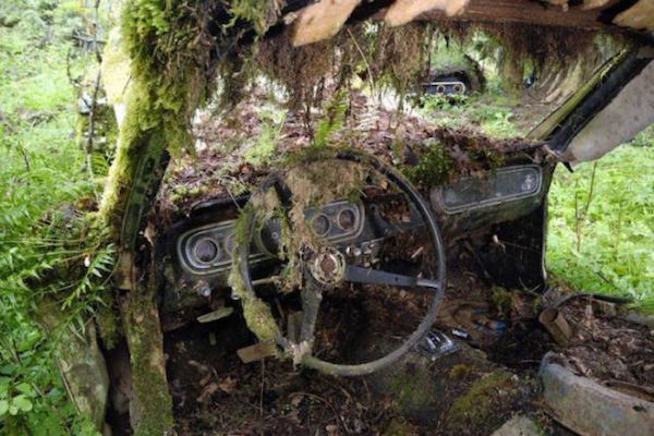 Μάντρα Αυτοκινήτων καλύπτεται από βλάστηση και μετατρέπεται σε σκηνικό ταινίας τρόμου - Εικόνα 16