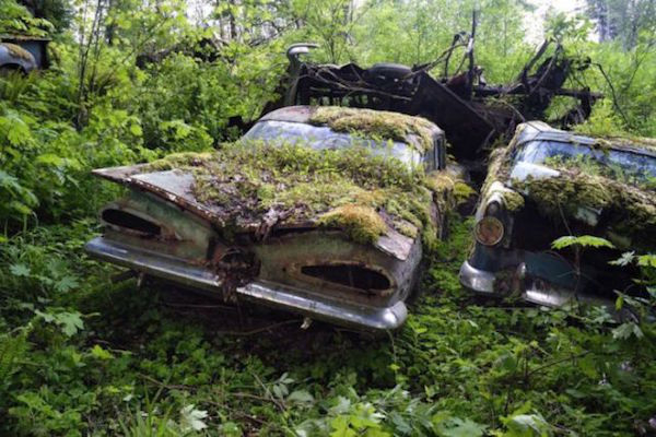 Μάντρα Αυτοκινήτων καλύπτεται από βλάστηση και μετατρέπεται σε σκηνικό ταινίας τρόμου - Εικόνα 17