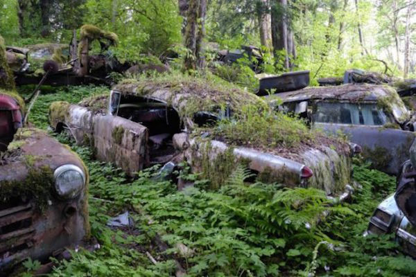 Μάντρα Αυτοκινήτων καλύπτεται από βλάστηση και μετατρέπεται σε σκηνικό ταινίας τρόμου - Εικόνα 19