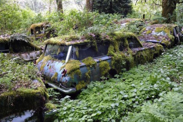 Μάντρα Αυτοκινήτων καλύπτεται από βλάστηση και μετατρέπεται σε σκηνικό ταινίας τρόμου - Εικόνα 20