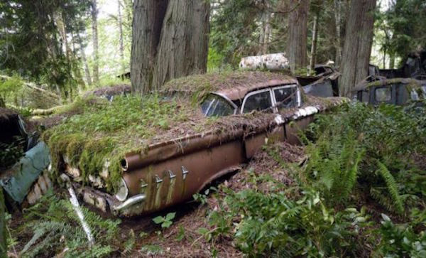 Μάντρα Αυτοκινήτων καλύπτεται από βλάστηση και μετατρέπεται σε σκηνικό ταινίας τρόμου - Εικόνα 23