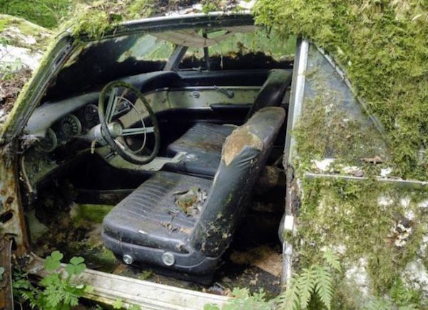 Μάντρα Αυτοκινήτων καλύπτεται από βλάστηση και μετατρέπεται σε σκηνικό ταινίας τρόμου - Εικόνα 24