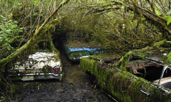 Μάντρα Αυτοκινήτων καλύπτεται από βλάστηση και μετατρέπεται σε σκηνικό ταινίας τρόμου - Εικόνα 25