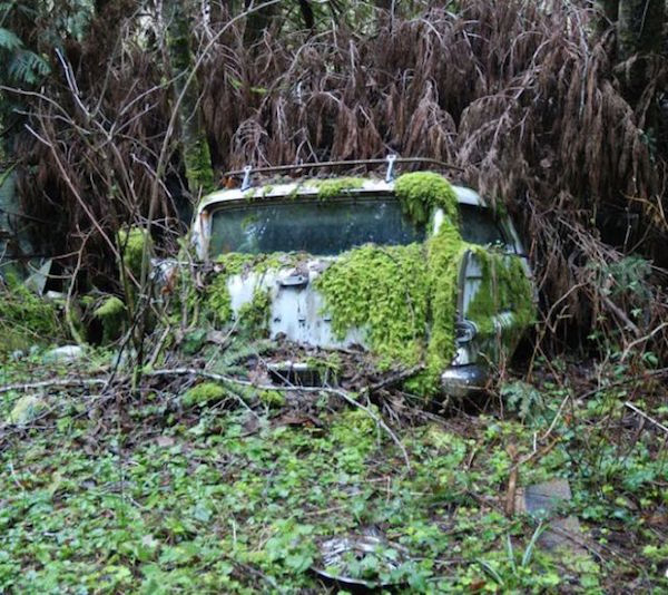 Μάντρα Αυτοκινήτων καλύπτεται από βλάστηση και μετατρέπεται σε σκηνικό ταινίας τρόμου - Εικόνα 3