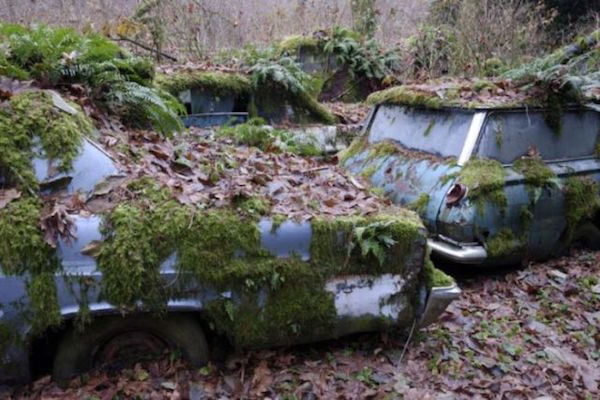 Μάντρα Αυτοκινήτων καλύπτεται από βλάστηση και μετατρέπεται σε σκηνικό ταινίας τρόμου - Εικόνα 5