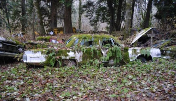 Μάντρα Αυτοκινήτων καλύπτεται από βλάστηση και μετατρέπεται σε σκηνικό ταινίας τρόμου - Εικόνα 7