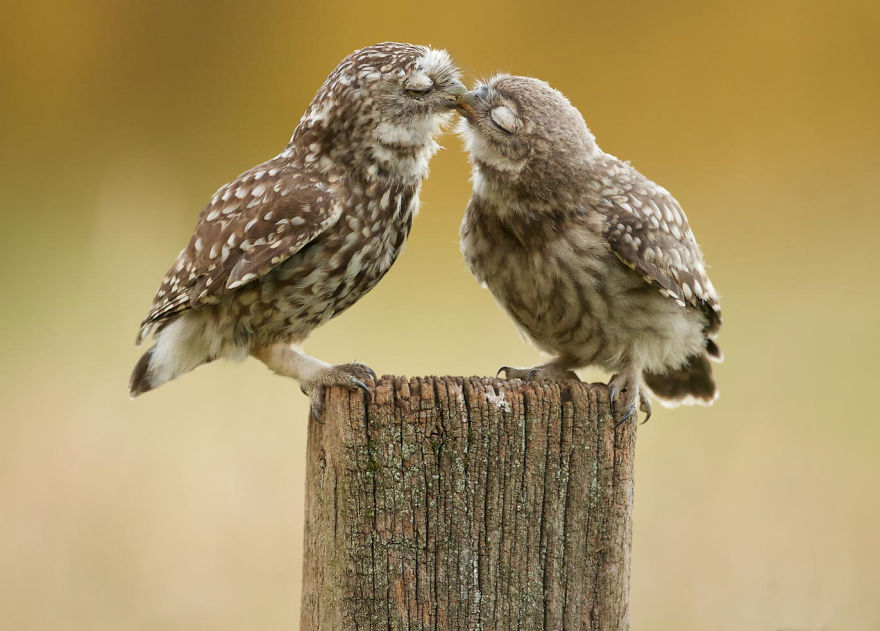 40 ζευγάρια ζώων που αποδεικνύουν ότι υπάρχει αγάπη στο ζωικό βασίλειο - Εικόνα 11