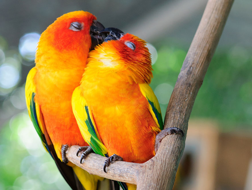 40 ζευγάρια ζώων που αποδεικνύουν ότι υπάρχει αγάπη στο ζωικό βασίλειο - Εικόνα 12