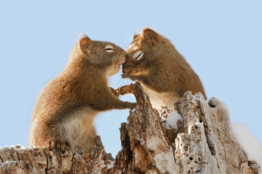 40 ζευγάρια ζώων που αποδεικνύουν ότι υπάρχει αγάπη στο ζωικό βασίλειο - Εικόνα 13