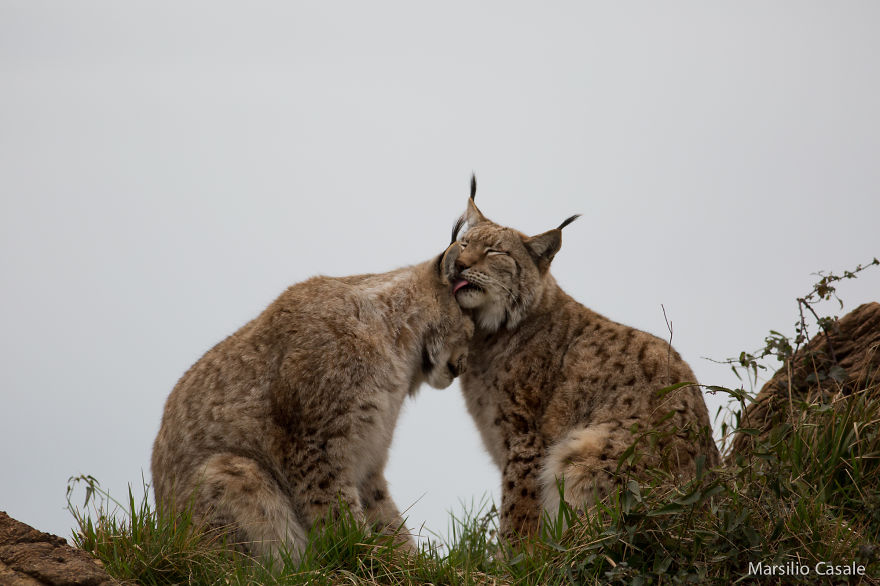 40 ζευγάρια ζώων που αποδεικνύουν ότι υπάρχει αγάπη στο ζωικό βασίλειο - Εικόνα 14