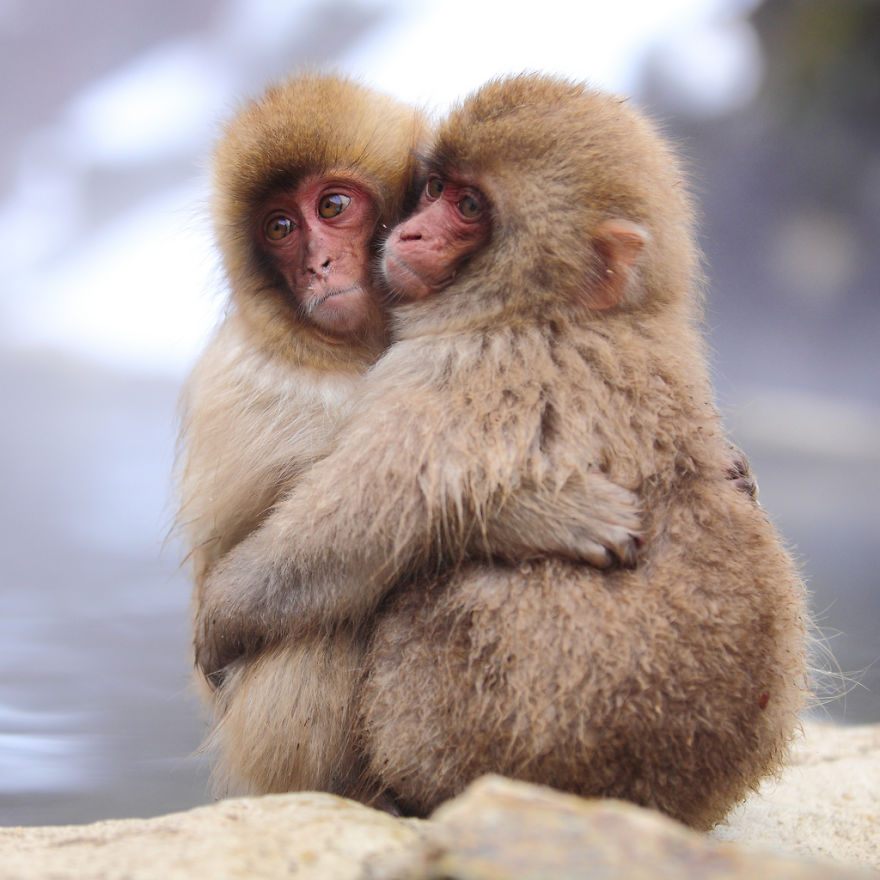 40 ζευγάρια ζώων που αποδεικνύουν ότι υπάρχει αγάπη στο ζωικό βασίλειο - Εικόνα 17